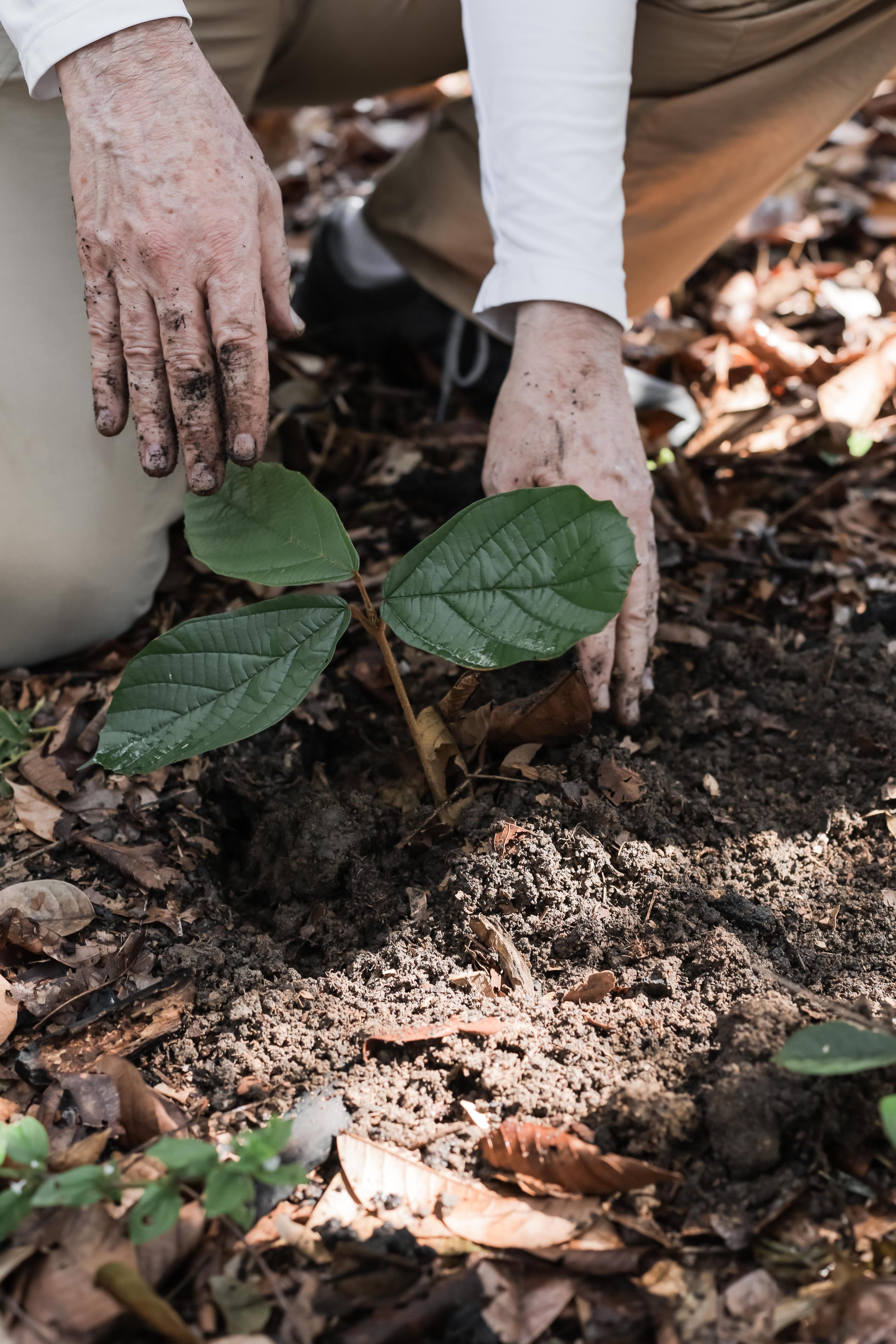 Mãos cuidando de uma muda com folhas verdes